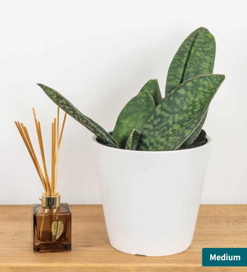 Whale fin snake plant in white pot